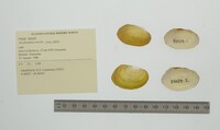 Anodontites tortilis image