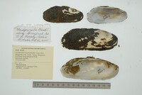 Cucumerunio novaehollandiae image