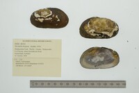 Hyridella drapeta image