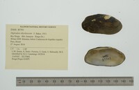 Diplodon obsolescens image