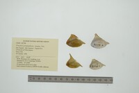 Prisodon syrmatophorus image