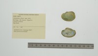 Media resource of Anodontites obtusa