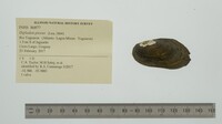 Diplodon piceus image