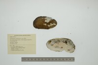 Anodontites tenebricosa image