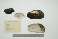 Anodontites tenebricosa image