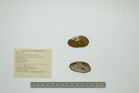 Anodontites tenebricosa image