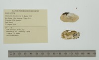 Diplodon obsolescens image