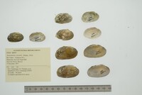 Actinonaias coyensis image