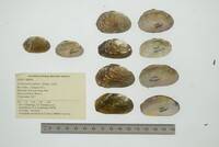 Actinonaias signata image