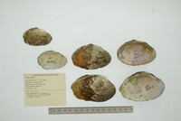 Disconaias disca image