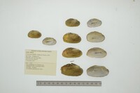 Friersonia iridella image