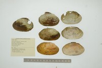 Disconaias fimbriata image