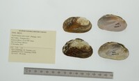 Nephronaias aztecorum image