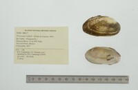 Friersonia iridella image