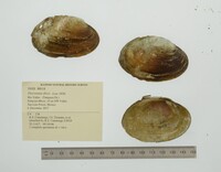 Disconaias disca image