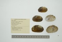 Actinonaias signata image