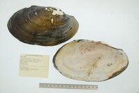 Anodontites trapesialis image