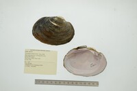 Cyrtonaias tampicoensis image