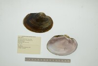 Cyrtonaias tampicoensis image