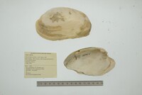 Disconaias conchos image