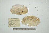 Disconaias conchos image