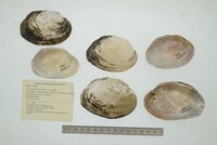 Cyrtonaias tampicoensis image