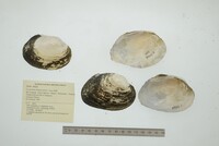 Cyrtonaias tampicoensis image