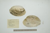 Disconaias disca image