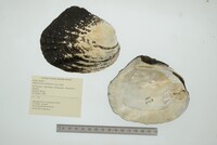 Media resource of Megalonaias nickliniana