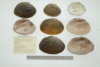 Psoronaias semigranosa image