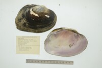 Cyrtonaias tampicoensis image