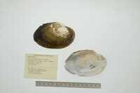 Cyrtonaias tampicoensis image