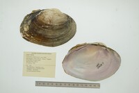Cyrtonaias tampicoensis image