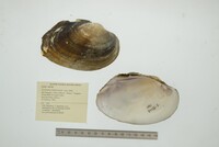 Cyrtonaias tampicoensis image