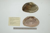 Psoronaias semigranosa image