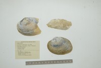 Cyrtonaias tampicoensis image