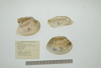 Cyrtonaias tampicoensis image