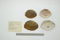 Psoronaias semigranosa image