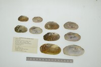 Nephronaias aztecorum image