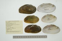 Actinonaias medellina image