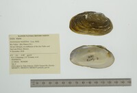 Actinonaias medellina image