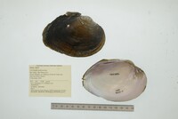Cyrtonaias tampicoensis image
