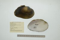 Cyrtonaias tampicoensis image