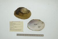 Cyrtonaias tampicoensis image