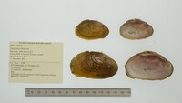 Disconaias fimbriata image