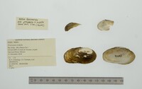 Friersonia iridella image