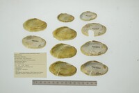 Disconaias fimbriata image
