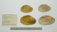 Disconaias fimbriata image