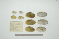 Friersonia iridella image