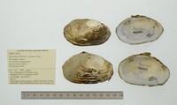 Disconaias fimbriata image